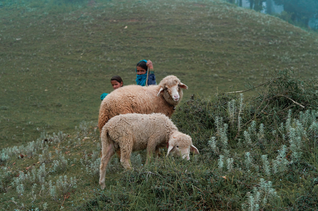 a couple of sheep standing on top of a lush green hillside