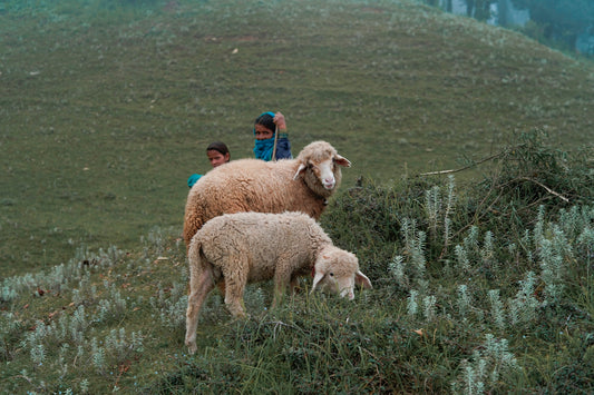 a couple of sheep standing on top of a lush green hillside