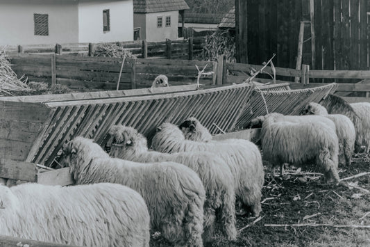 a herd of sheep standing next to each other
