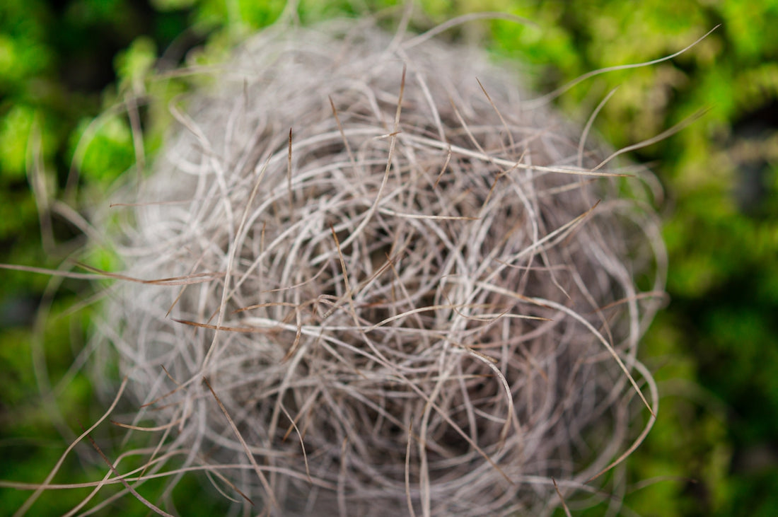 Close-up of a bird's nest made of twigs